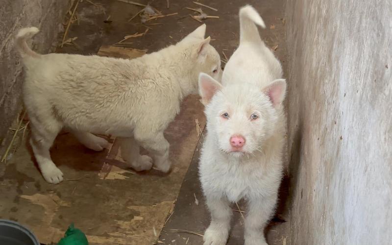2025年新澳资料图和中国下司犬外网爆火与中国下司犬介绍
