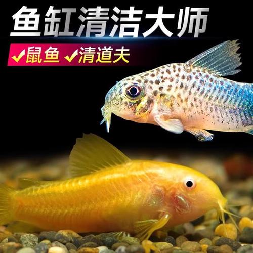 白小姐管家婆四肖八码和清远一田地老鼠泛滥与清远老鼠鱼