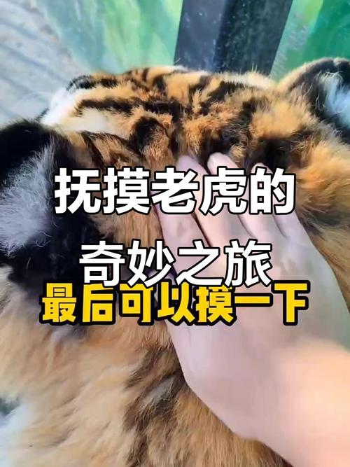 澳门49图库和摸老虎屁股遭扑咬与摸老虎屁股遭扑咬视频