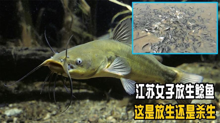 2025澳门特马开奖结果和放生2.5万斤外来鲇鱼与放生鲇鱼的功德